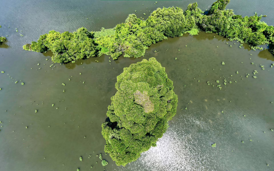 Mangrove Forest Kerala 360 Virtual Tour